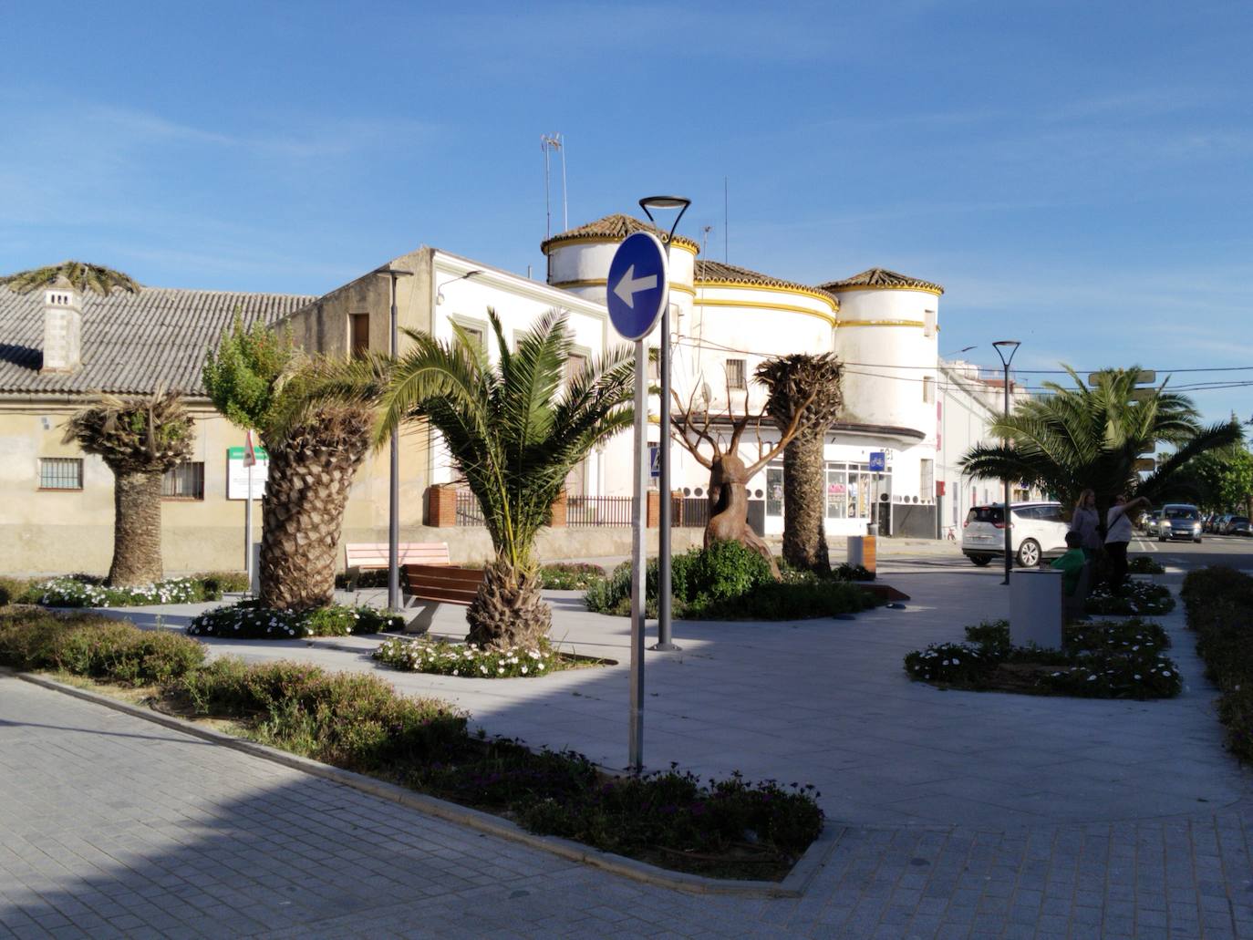 Imagen secundaria 1 - Casar de Cáceres pierde en menos de un lustro un cuarto de su gran población de palmeras