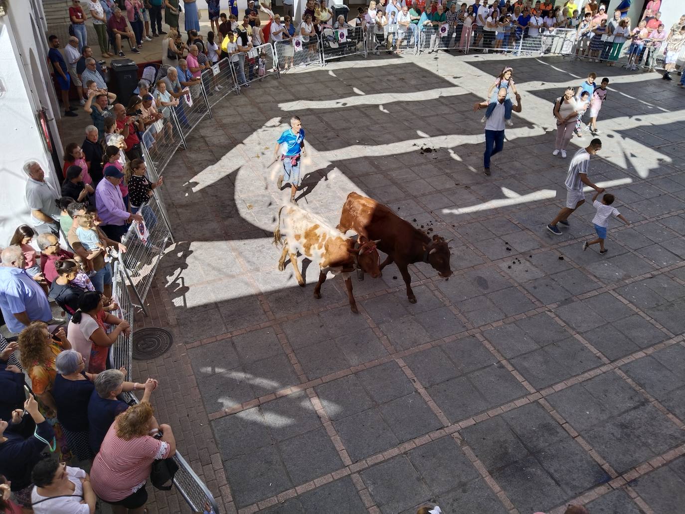 Imagen secundaria 1 - Casar de Cáceres acoge por primera vez un encierro de bueyes mansos
