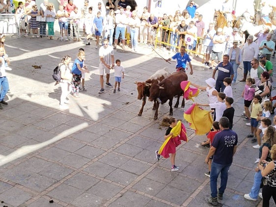 Casar de Cáceres acoge por primera vez un encierro de bueyes mansos