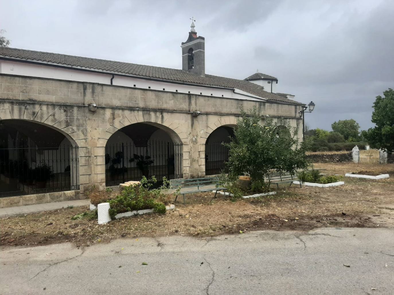 Imagen principal - El Ayuntamiento retirará 110 palmeras canarias afectadas por el picudo rojo