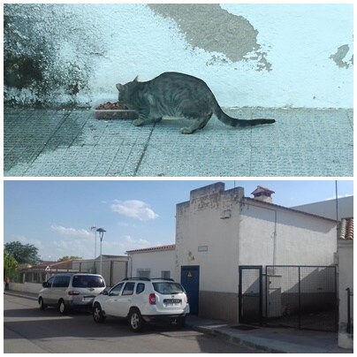 Los gatos deambulan por los alrededores de la calle Saturnino Martín Moreno. L.C.G./J.S.