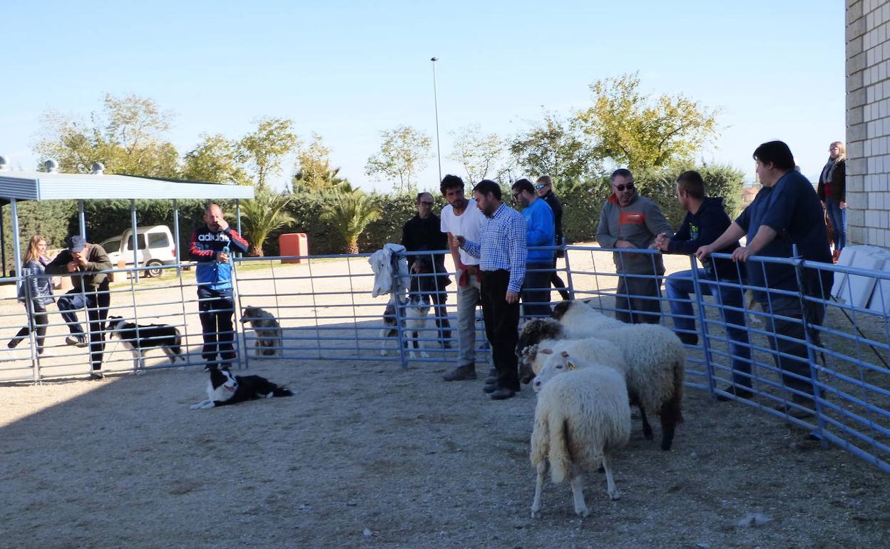 La Escuela de Pastores de Extremadura organiza un seminario de 'Adiestramiento de Perros de Pastor'