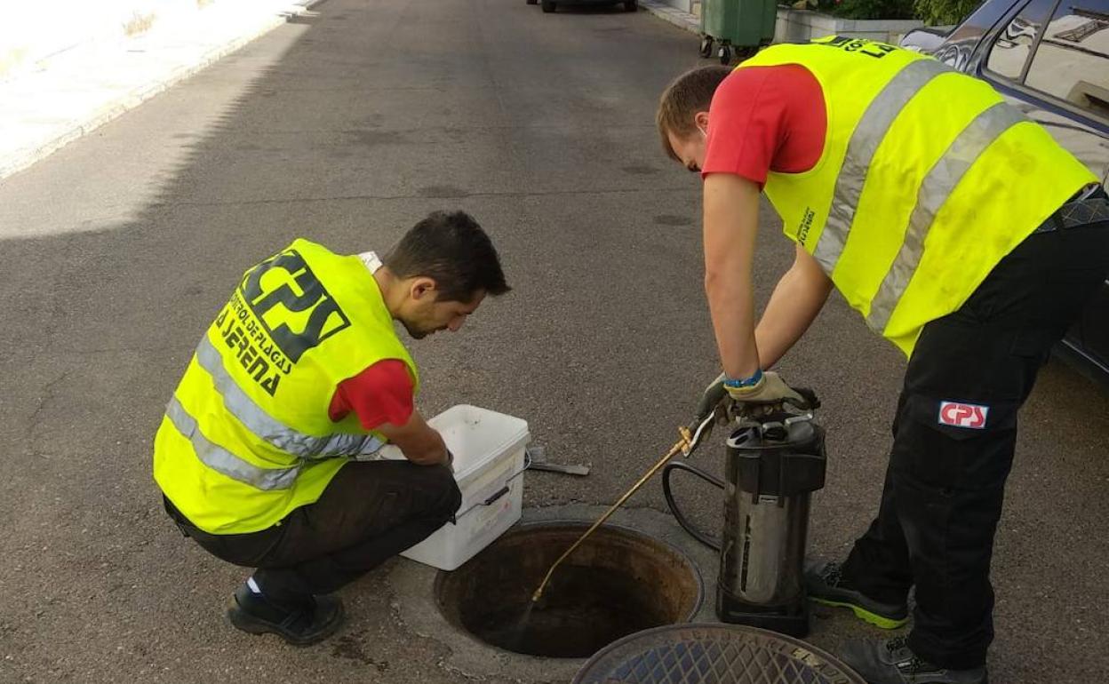 Nueva campaña de desratización, desinsectación y desinfección en la red de alcantarillado de la localidad