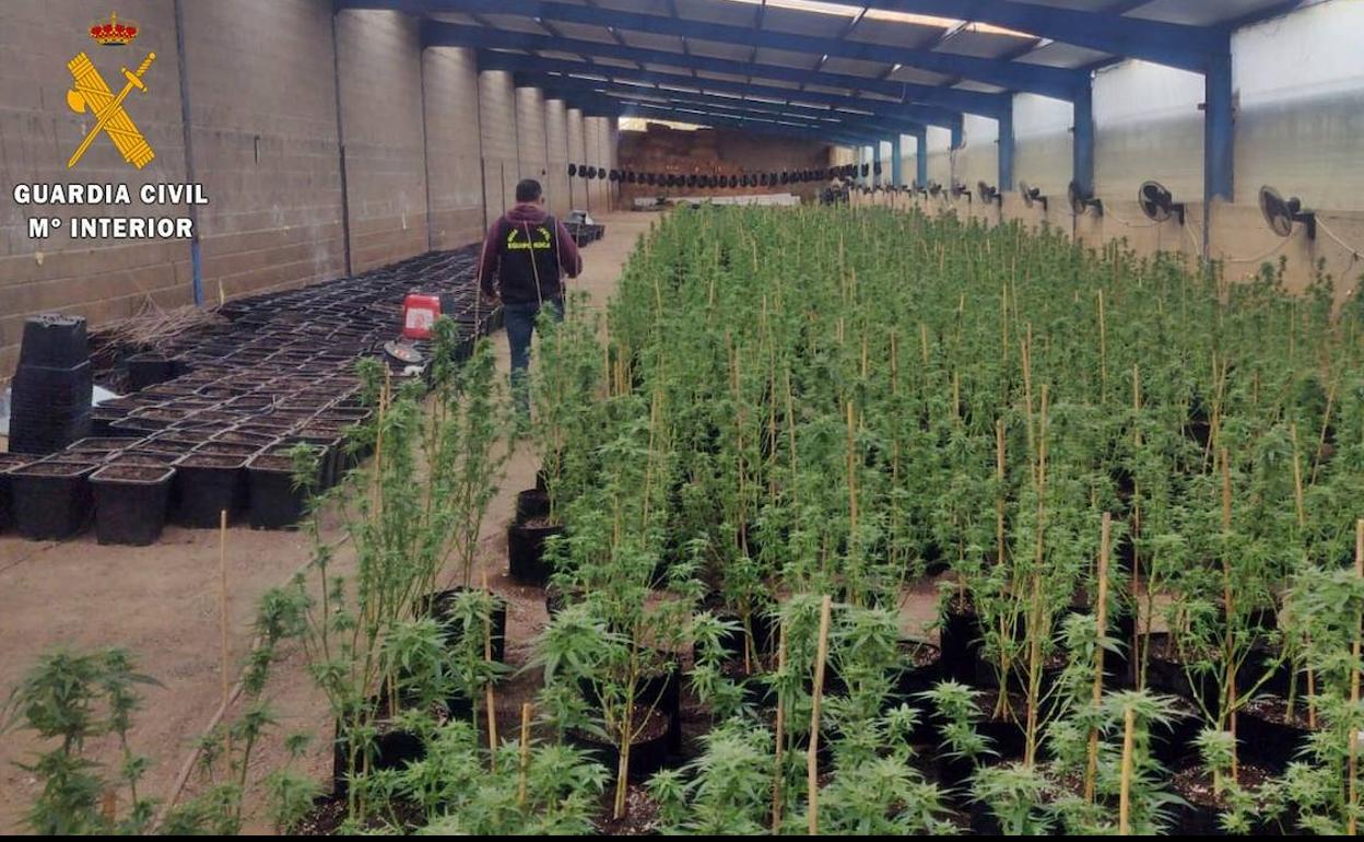La Guardia Civil interviene más de medio millar de plantas de marihuana en una explotación ganadera de Zalamea de la Serena