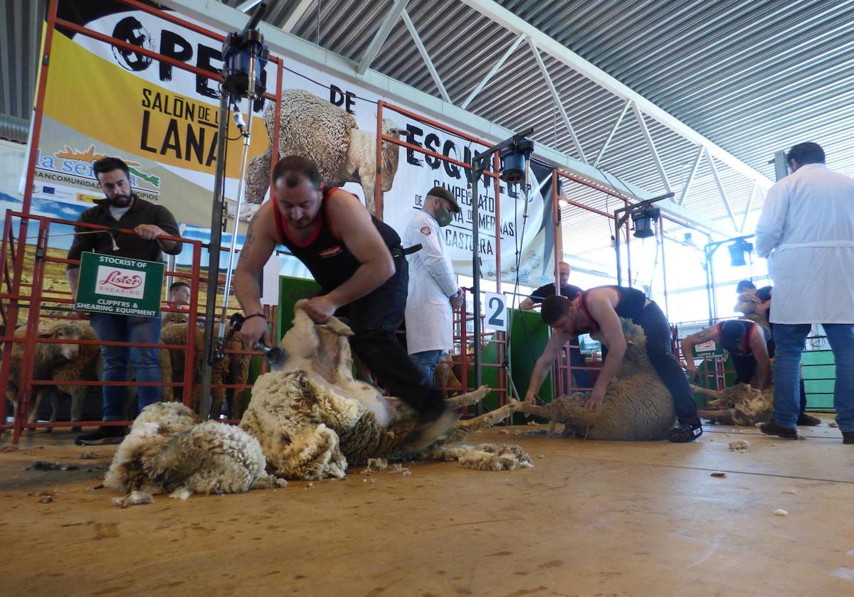 El XIV Open de Esquileo de Extremadura. Campeonato de España de Merinas se celebrará los días 14 y 15 de abril