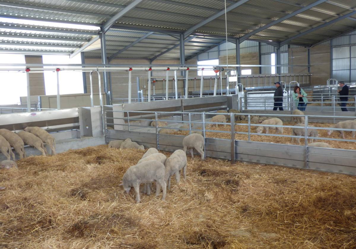 Centro de tipificación de corderos de COVICA.