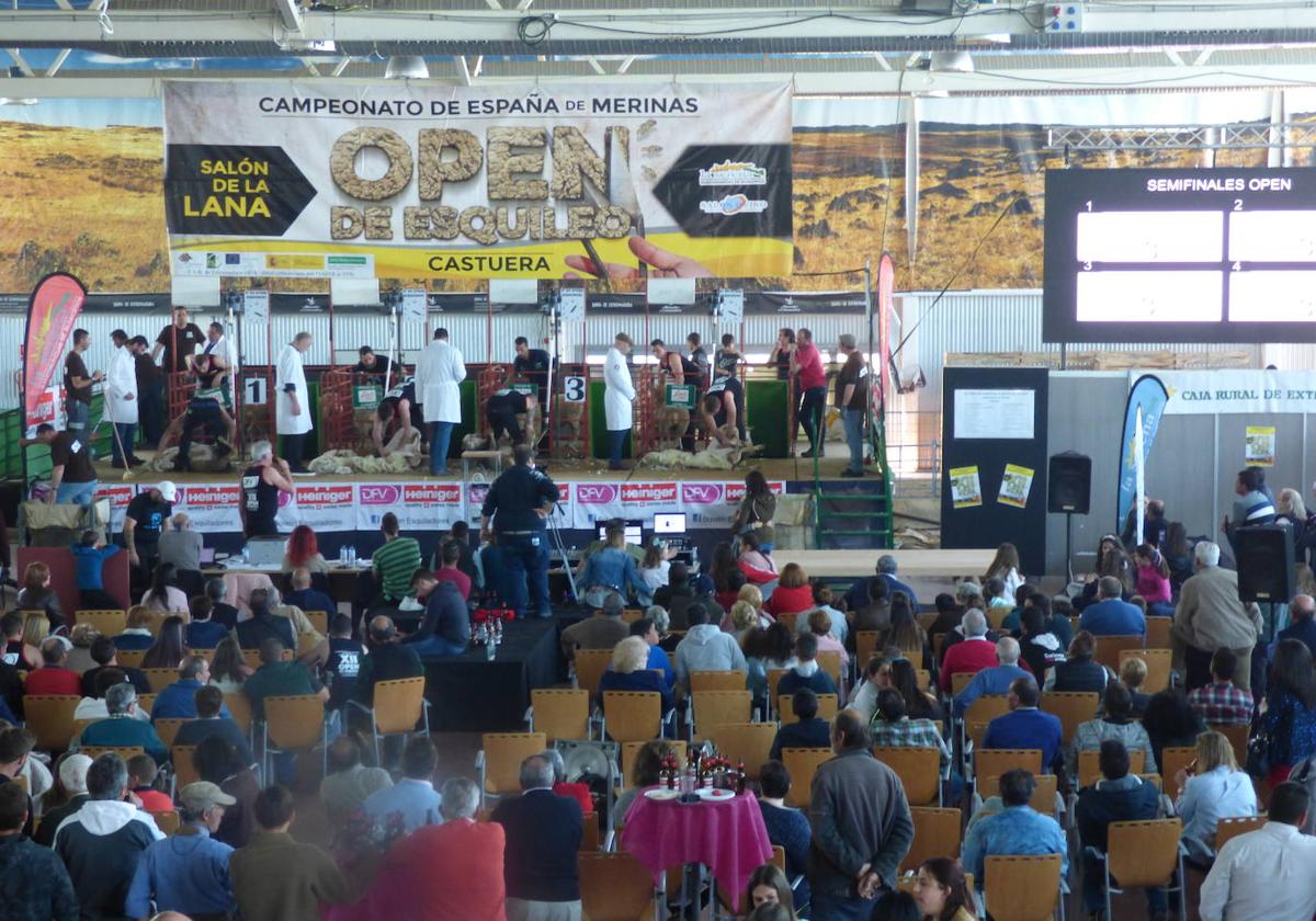 La raza Merina protagonista del fin de semana en Castuera