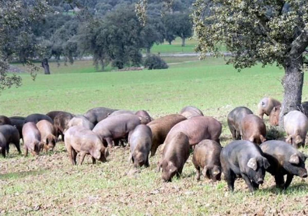 El Ayuntamiento publica un bando sobre matanzas domiciliarias