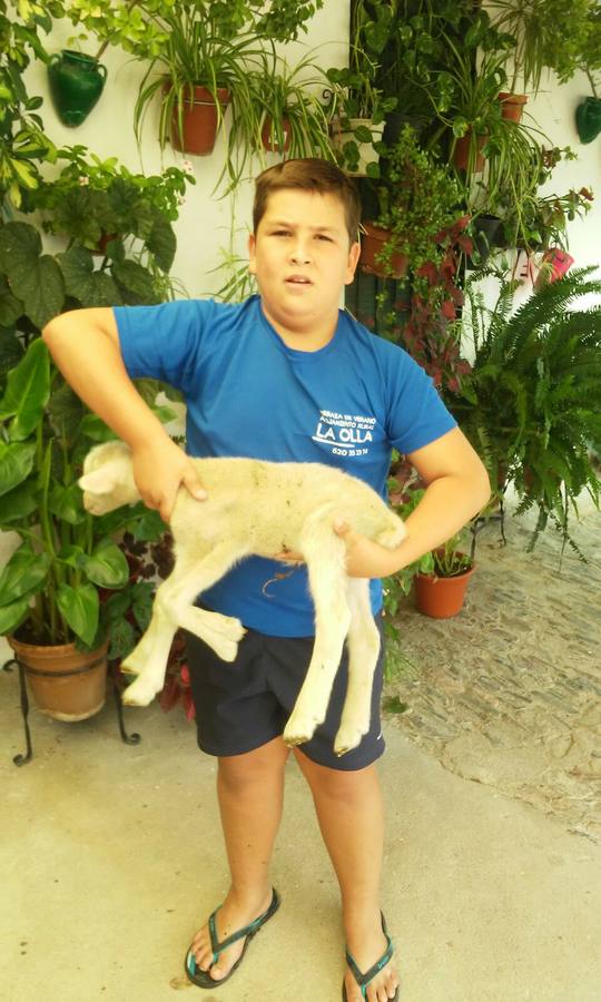Nace un cordero con 5 patas y 6 pezuñas en la explotación ganadera "La Parada" en Castuera