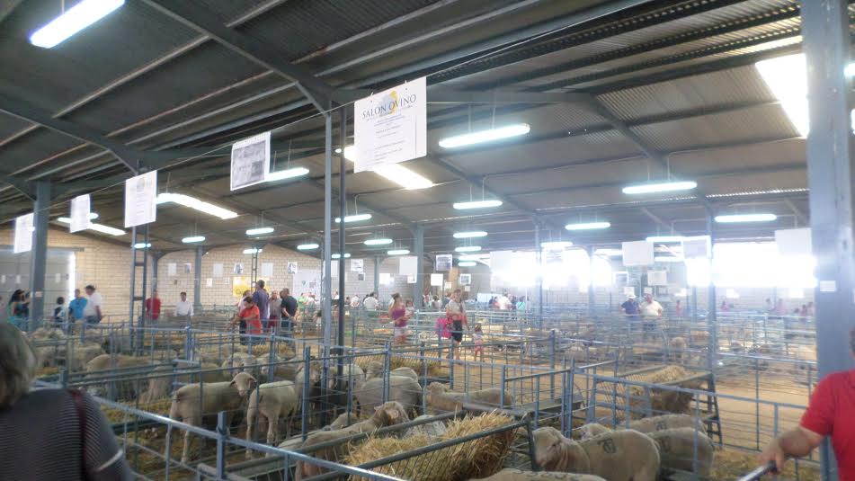 El Salón Ovino finalista en los Premios Besana que se fallan hoy en el marco de la Agroexpo