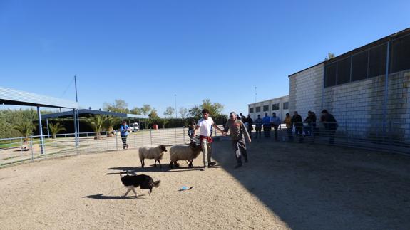 La Escuela de Pastores de Extremadura organiza un seminario de 'Adiestramiento de Perros de Pastor'