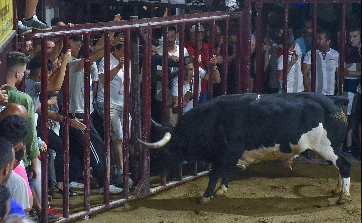 El toro Cidrón en la plaza