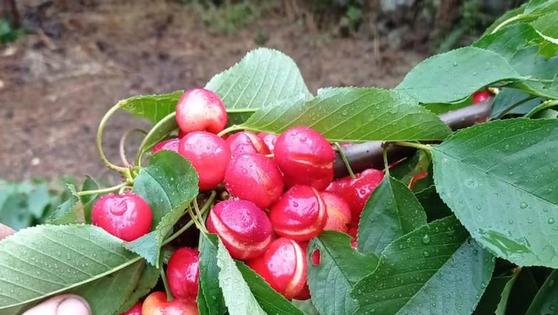 Los agricultores de Coria y comarca se manifiestan el 8 de junio por las pérdidas ocasionadas por la lluvia