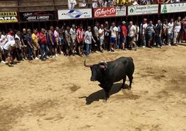 Capuchón durante su lidia.