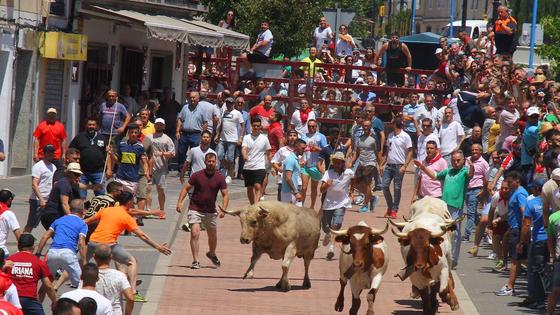 El toro jabonero de la Juventud Cauriense ya espera para su lidia