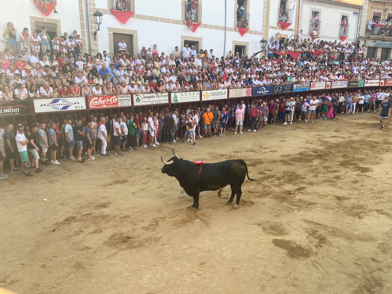 Últimos encierros de los Sanjuanes de Coria, en imágenes