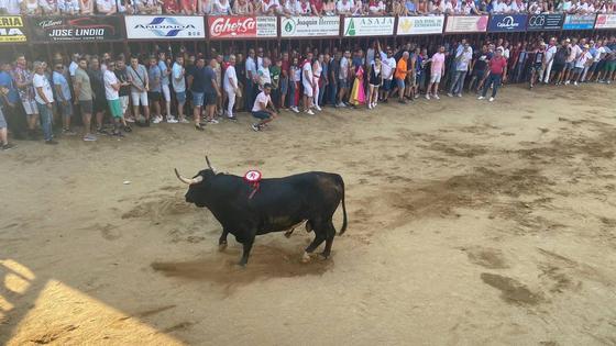 La Peña La Geta se alza con el trofeo «Toro Popular» de Coria