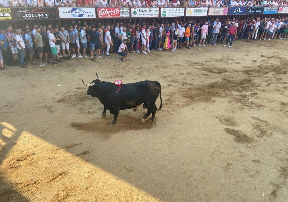 La Peña La Geta se alza con el trofeo «Toro Popular» de Coria