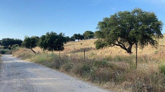 Somos Cáceres propone un programa de recuperación de caminos rurales y vecinales de Coria y comarca
