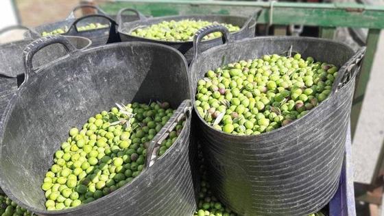Exigen mejoras de contratos en la aceituna para cuidar el sector del campo