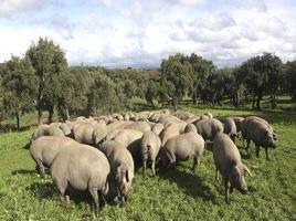 Ganadería en Coria.