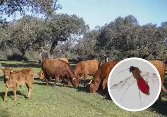 Denuncian la falta de apoyo al sector del vacuno de Coria y comarca ante la Enfermedad Hemorrágica Epizootica