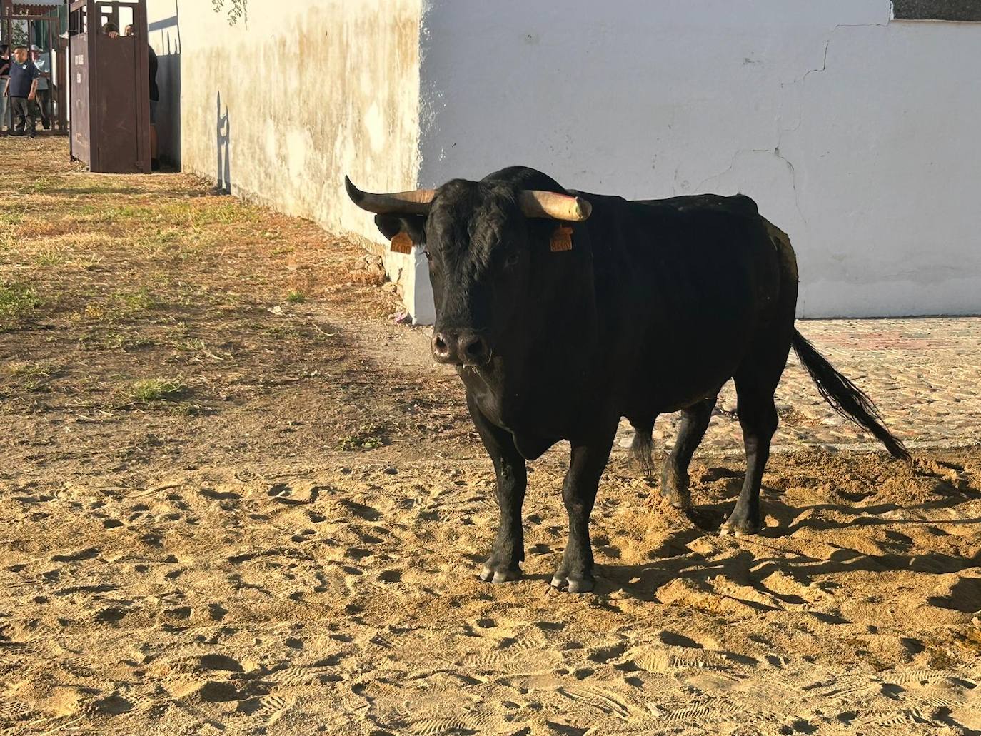 Primer toro de la Puebla.