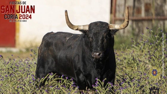 Hoy es el día grande en las Fiestas de San Juan de Coria