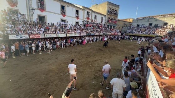 Brezo, con su impresionante cornamenta, cumple con las expectativas