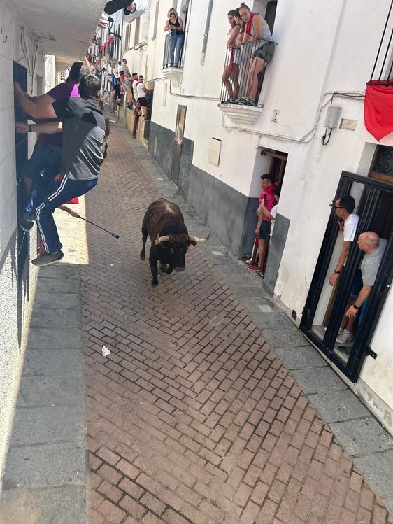 «Ayende» desata la adrenalina en el encierro del toro de la Juventud en Coria
