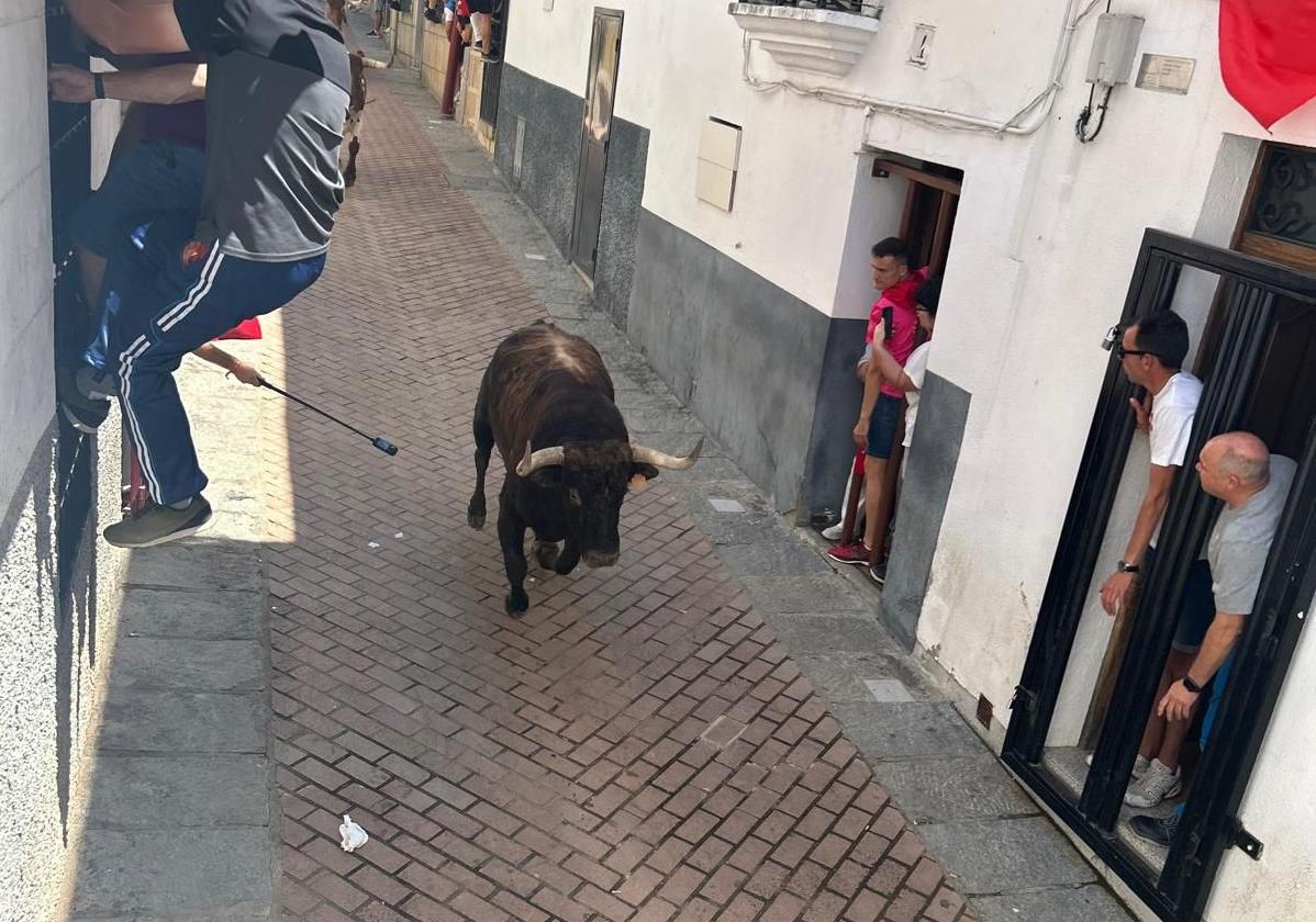 Ayende» desata la adrenalina en el encierro del toro de la Juventud en  Coria | Hoy