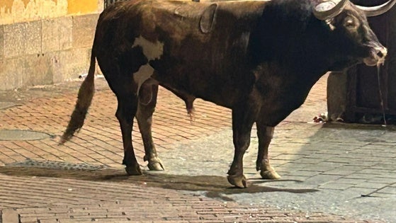 «Químico» de la ganadería Martín Lorca protagoniza un encierro y lidia memorable