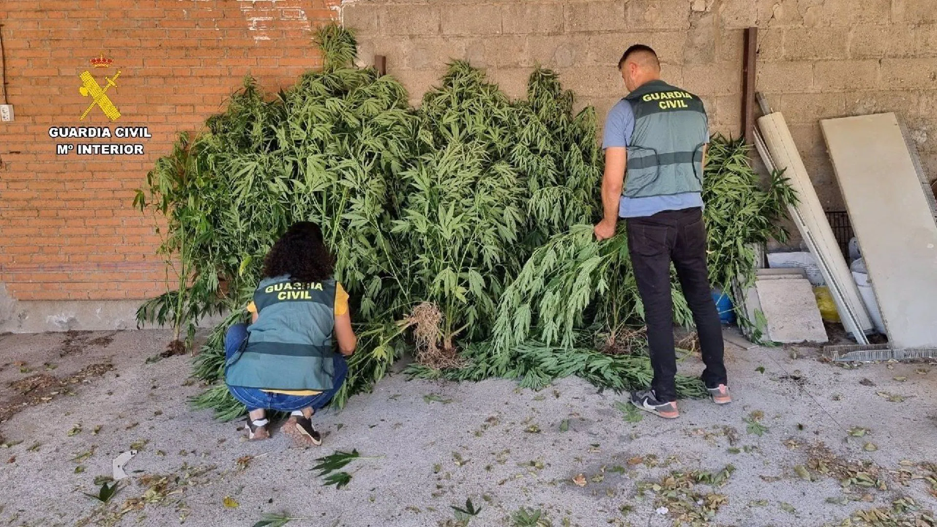 Droga encontrada por la Guardia Civil.