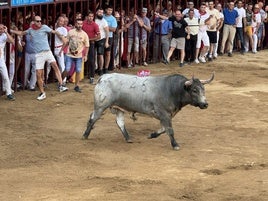 Toro de San Juan en Coria.