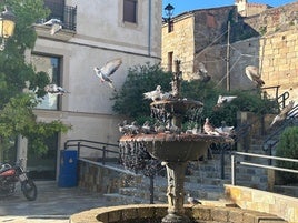 Control de palomas en Coria.