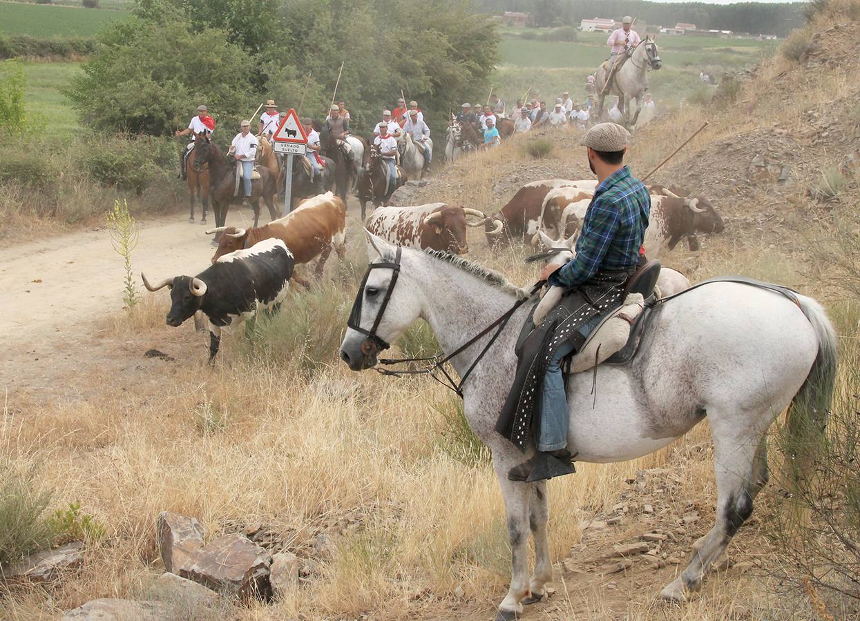 Traslado de bueyes a caballo