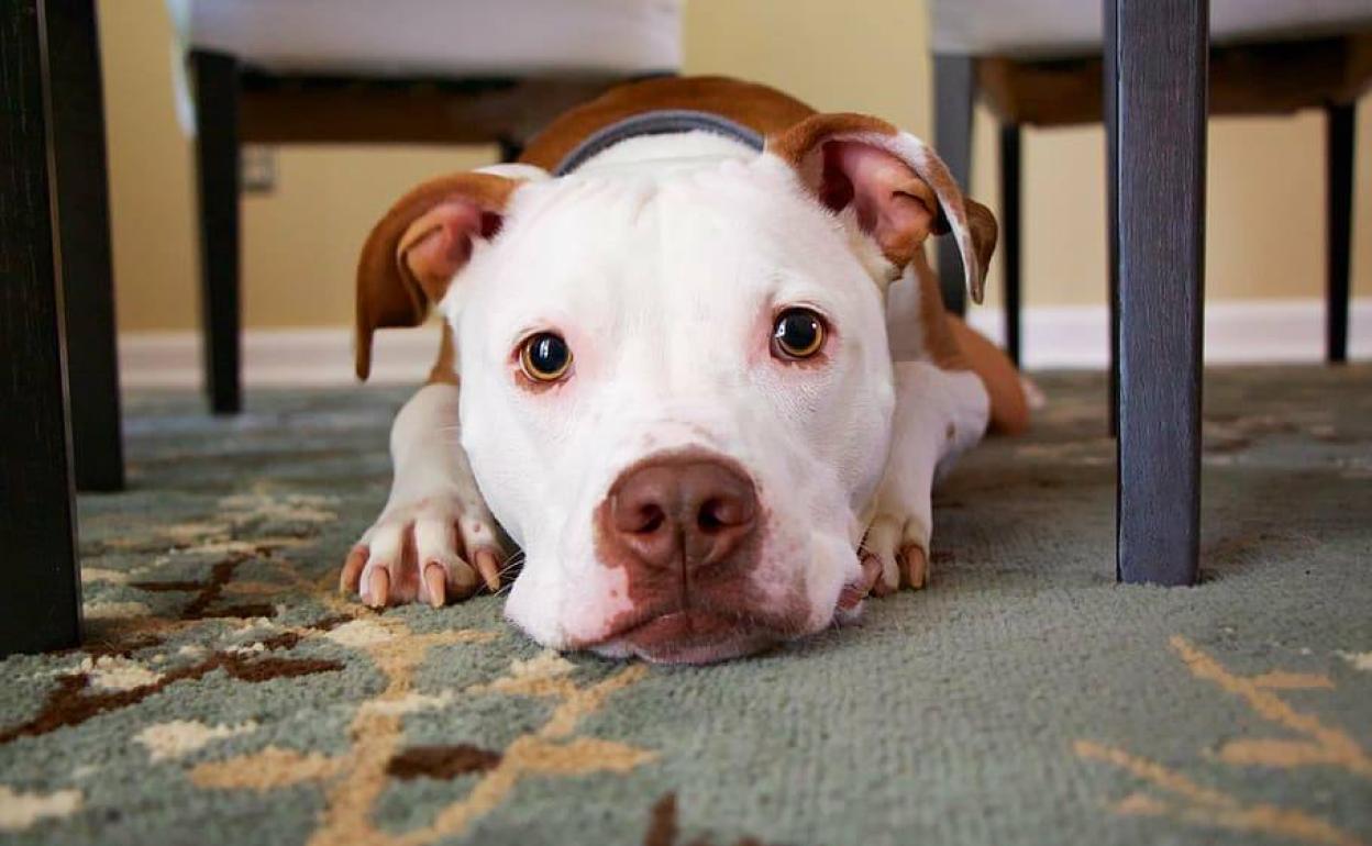 El Ayuntamiento habilita una nueva herramienta para la inscripción online de perros potencialmente peligrosos