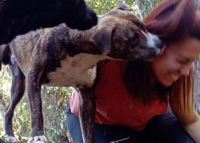 Imagen secundaria 1 - Marvel, arriba y a la izquierda ya recuperado; abajo a la derecha momentos después de su atropello. 