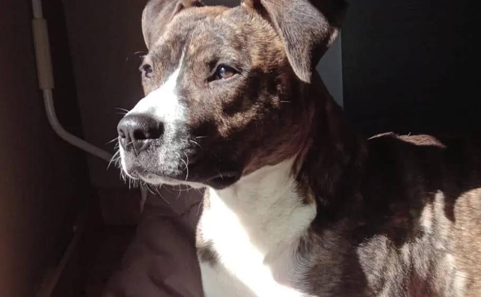 La protectora Hachiko busca familia para Marvel