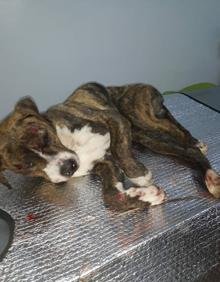 Imagen secundaria 2 - Marvel, arriba y a la izquierda ya recuperado; abajo a la derecha momentos después de su atropello. 