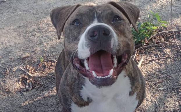 Imagen principal - Marvel, arriba y a la izquierda ya recuperado; abajo a la derecha momentos después de su atropello. 