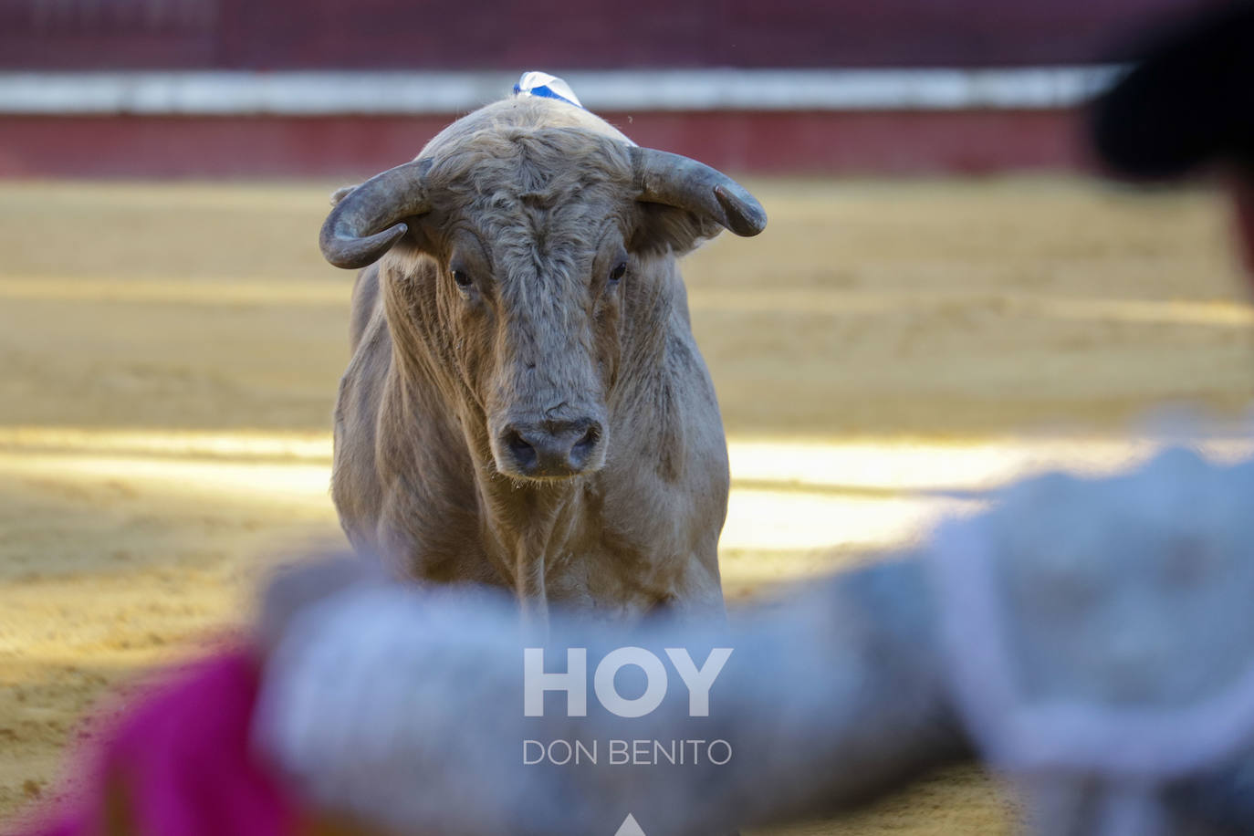 Corrida de toros mixta en la plaza de toros de Don Benito con motivo del día de Extremadura. 