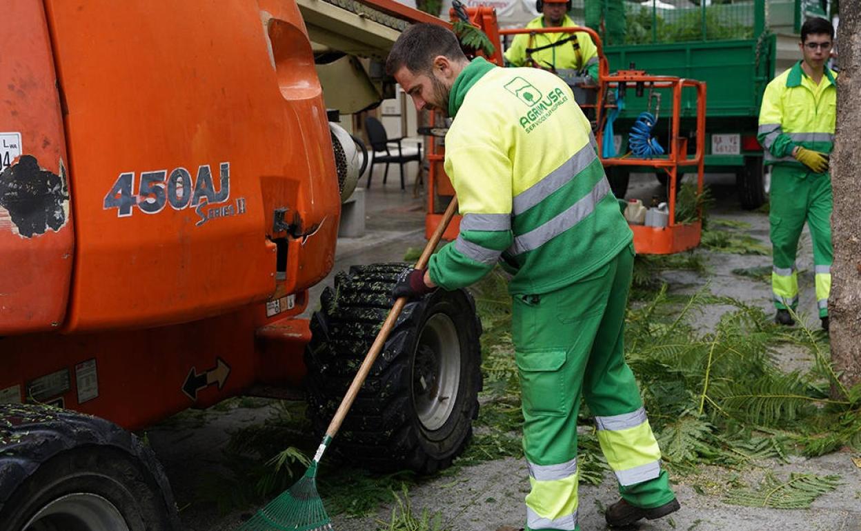Los árboles de la zona comercial de Don Benito se preparan para el invierno