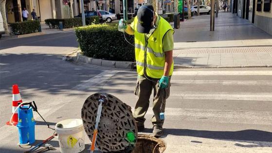 Una empresa tratará de controlar la proliferación de palomas