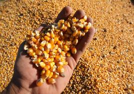 Granos de maíz