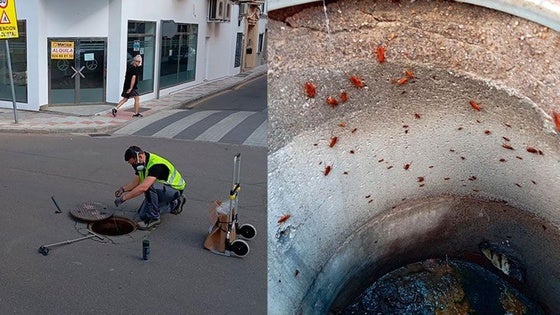 Nuevo plan contra las plagas de cucarachas de cara al verano