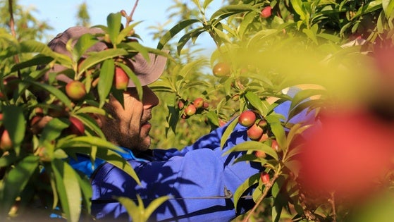 El campo buscará hoy soluciones a la falta de mano de obra
