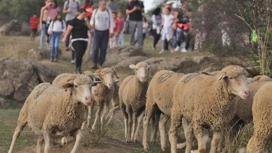 Turismo programa una ruta trasterminante con ovejas el día 24