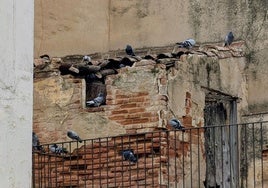 Nueva licitación para combatir la excesiva población de palomas