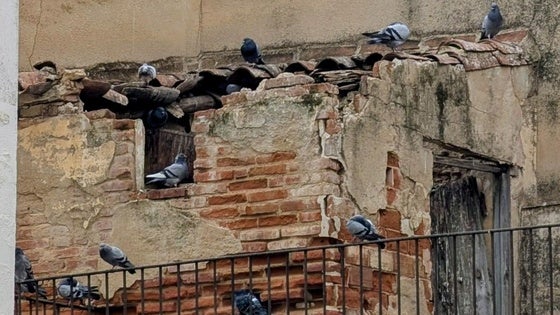 Nueva licitación para combatir la excesiva población de palomas